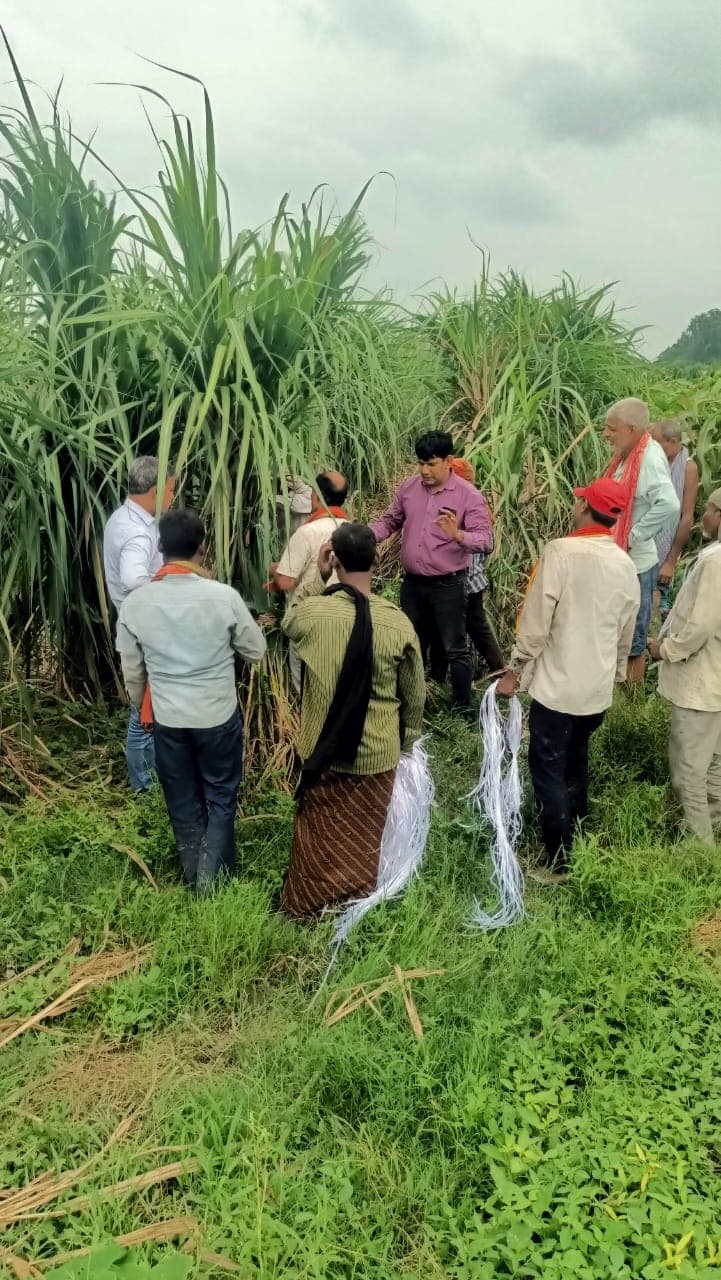 Sugarcane Cultivation:बारिश के बाद हसनपुर के गन्ना किसानों की बांछें खिली