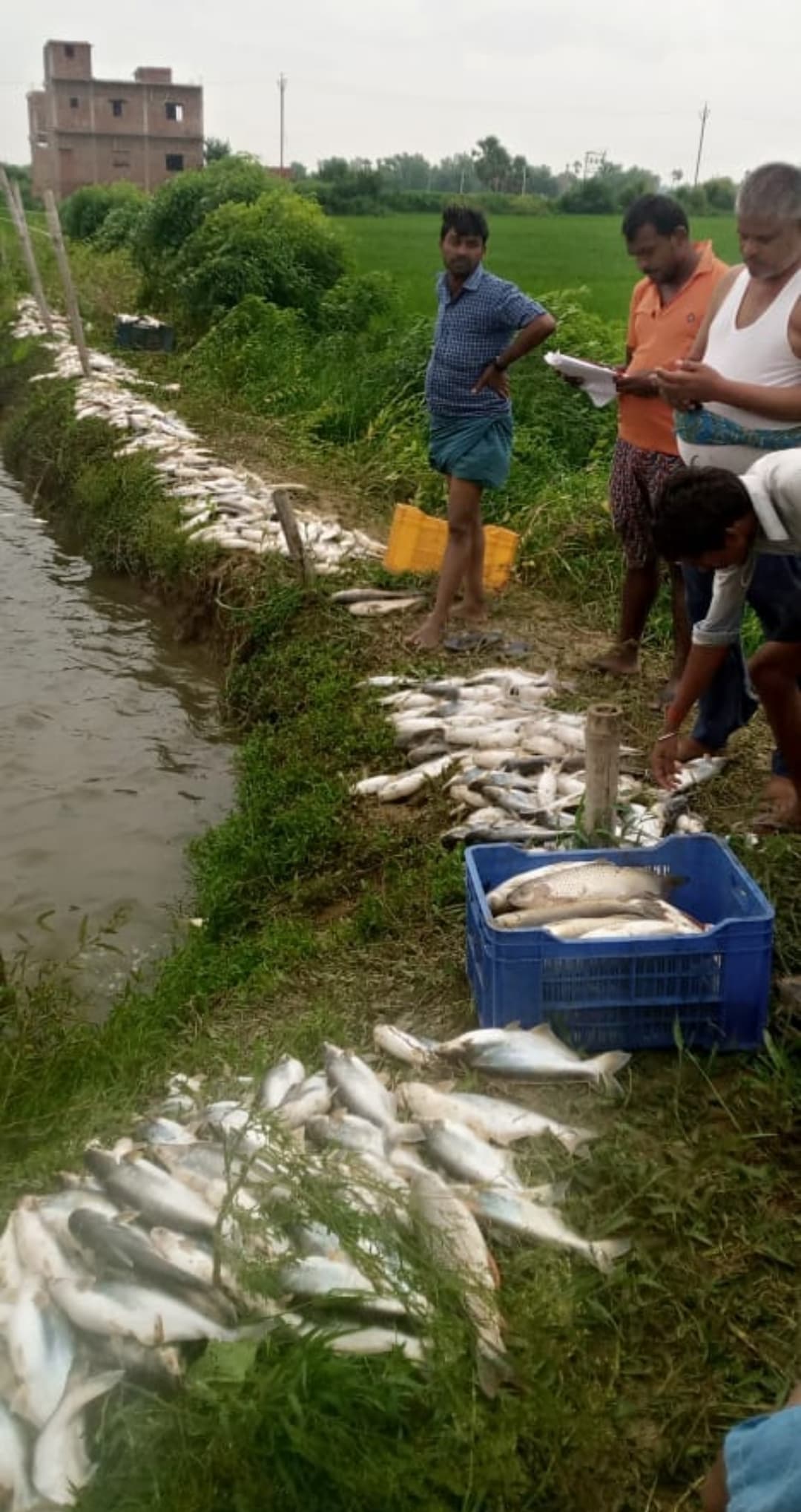 तालाब में डाला जहरीला पदार्थ, पांच लाख की मछलियां मरीं