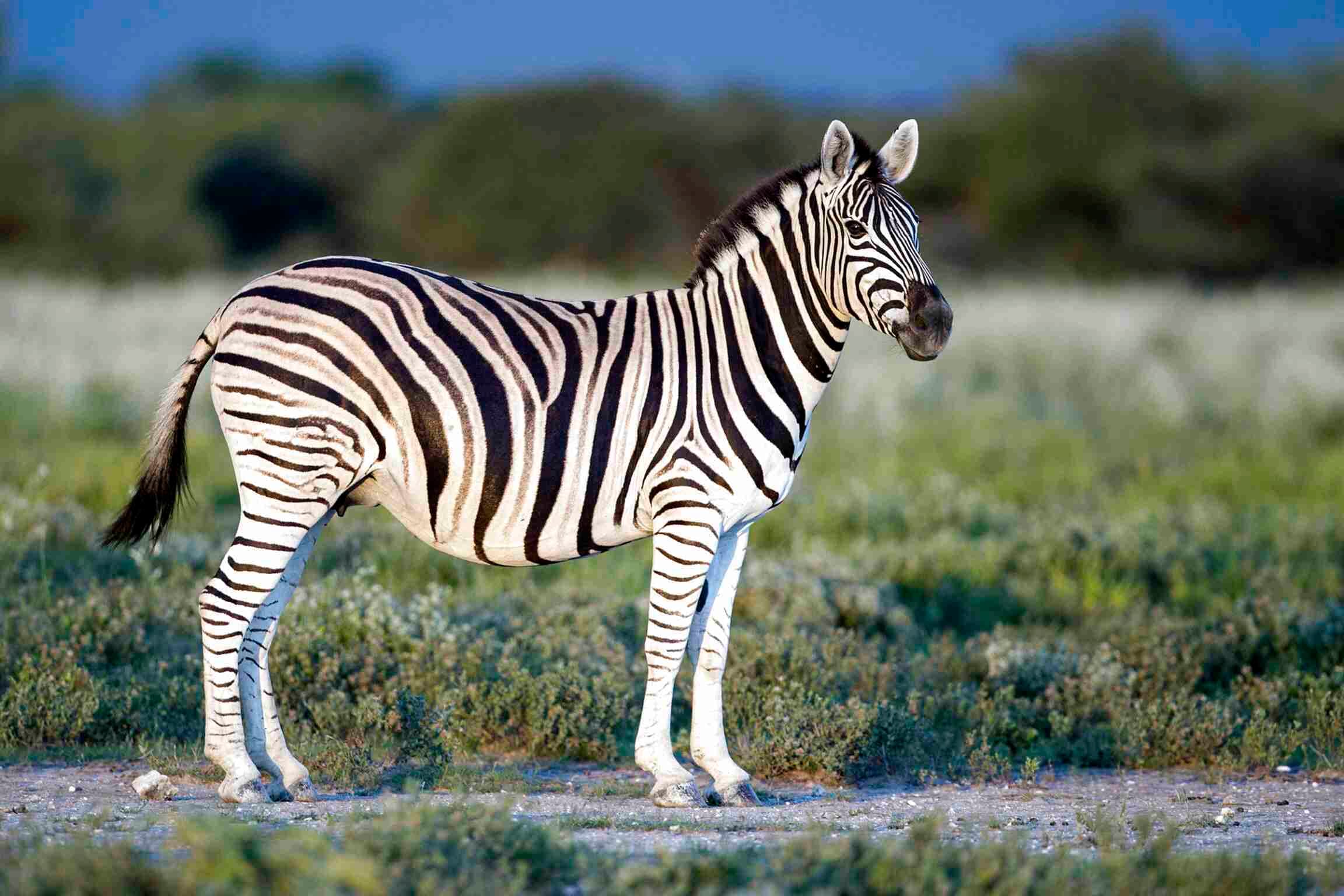 टाटा स्टील जूलॉजिकल पार्क में दो जेब्रा और दस विदेशी पक्षी आये