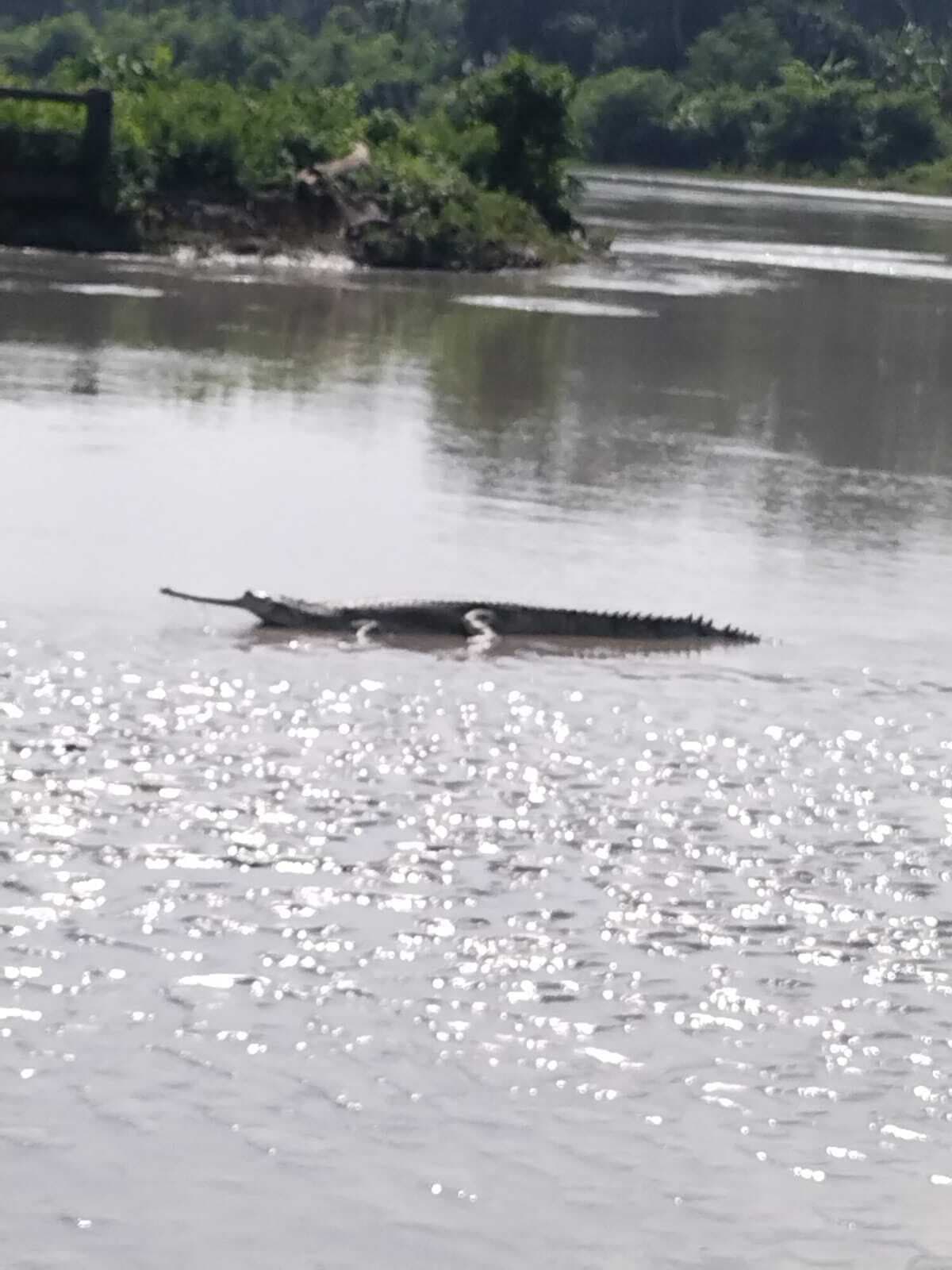 छह आरडी के समीप घड़ियाल को देख बच्चों में मचा हड़कंप