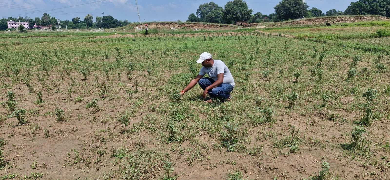 Aurangabad News : लगातार बारिश होने व इलाके में बाढ़ से किसानों को नुकसान