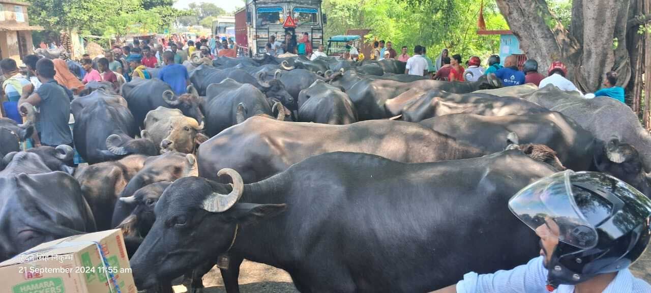 एनएच-80 पर सैकड़ों मवेशियों के साथ पहुंचे बाढ़ पीड़ित पशुपालक, सड़क जाम