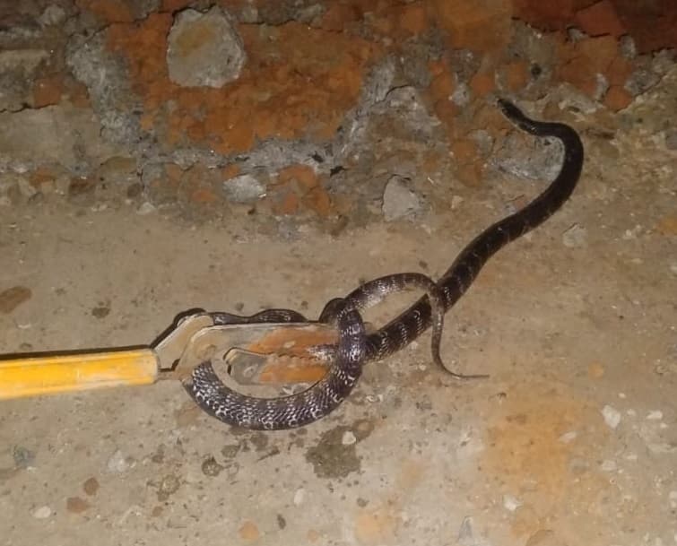 मानसून में 237 लोगों को सांप ने काटा, 13 की हो गयी मौत