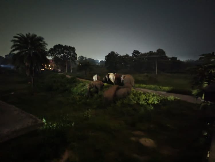 Rourkela News: बंडामुंडा पहुंचा 25 हाथियों का झुंड, संतोषपुर के जापती जंगल की ओर खदेड़ा