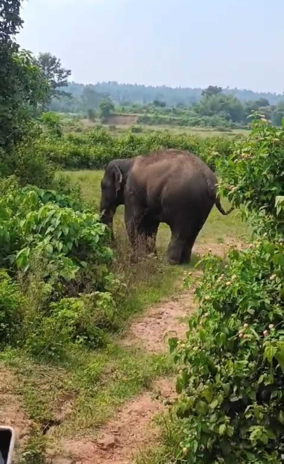 BOKARO NEWS :हाथियों ने कई किसानों की फसल रौंदी