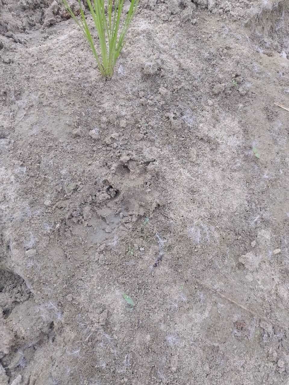 फिर मिला वन बैरिया में बाघ का पगमार्क, ग्रामीणों में दहशत का माहौल