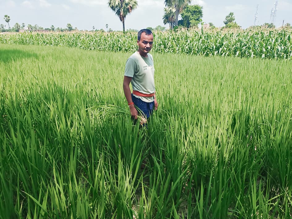Chhapra News : बादलों की गरज के बीच हल्की बारिश से खिले किसानों के चेहरे, धान को भी मिली संजीवनी