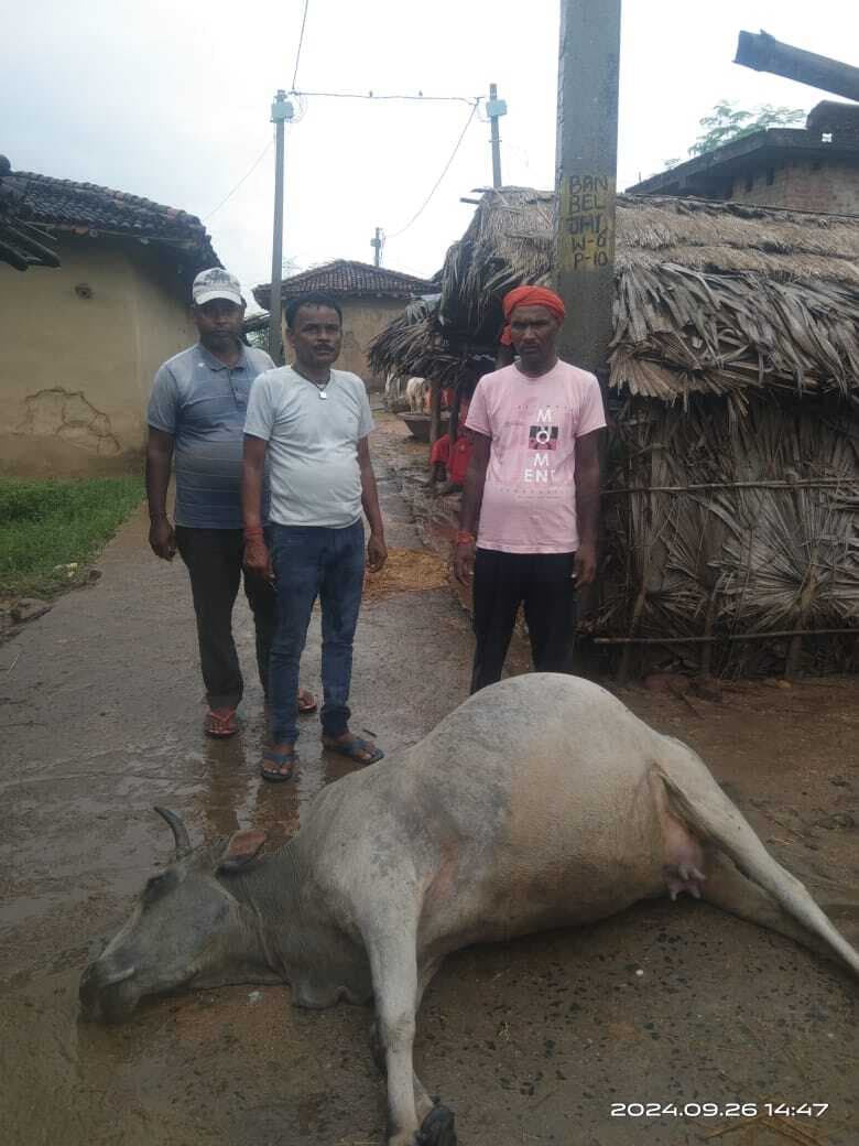 करंट लगने से दो मवेशी की मौत, पोल से जमीन पर आ रहा था करंट