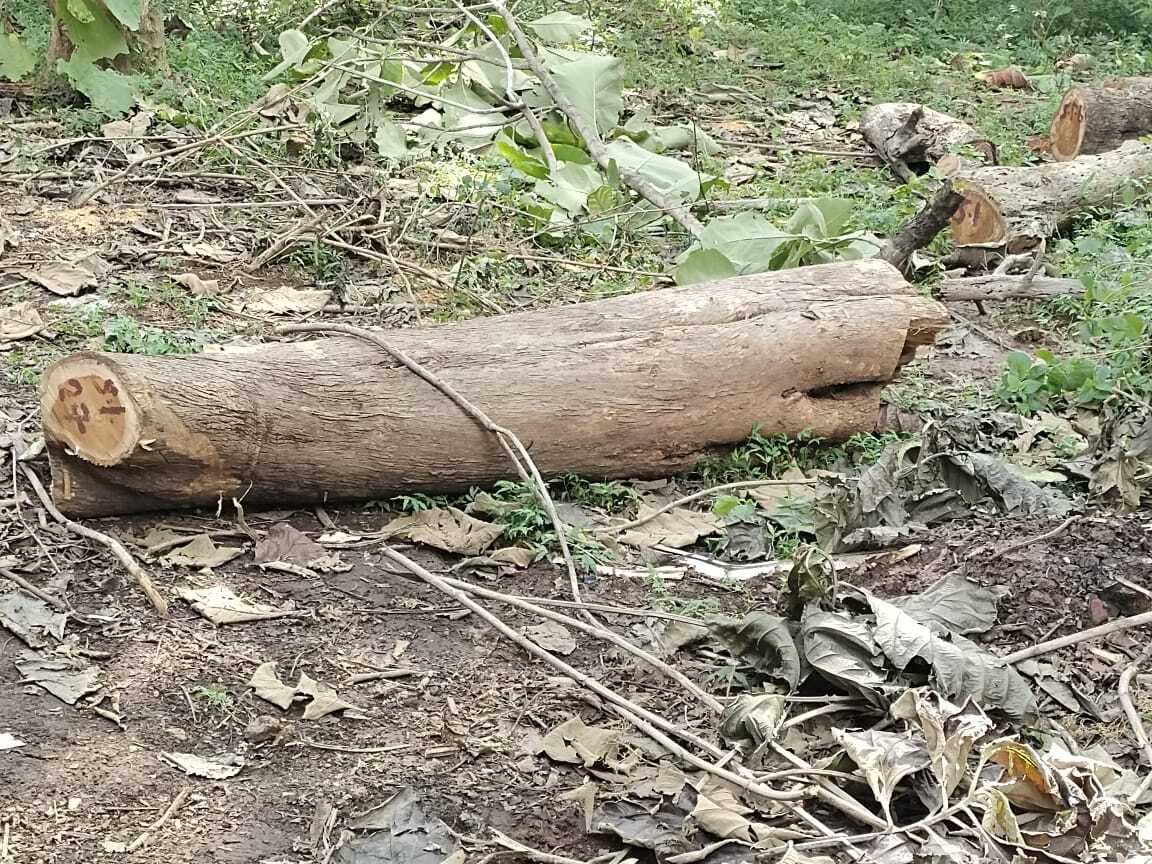सिंचाई विभाग कार्यालय परिसर से पेड़ काटकर गायब करने में नहीं हुई है कार्रवाई, लोगों ने मामले में लीपापोती का लगाया आरोप