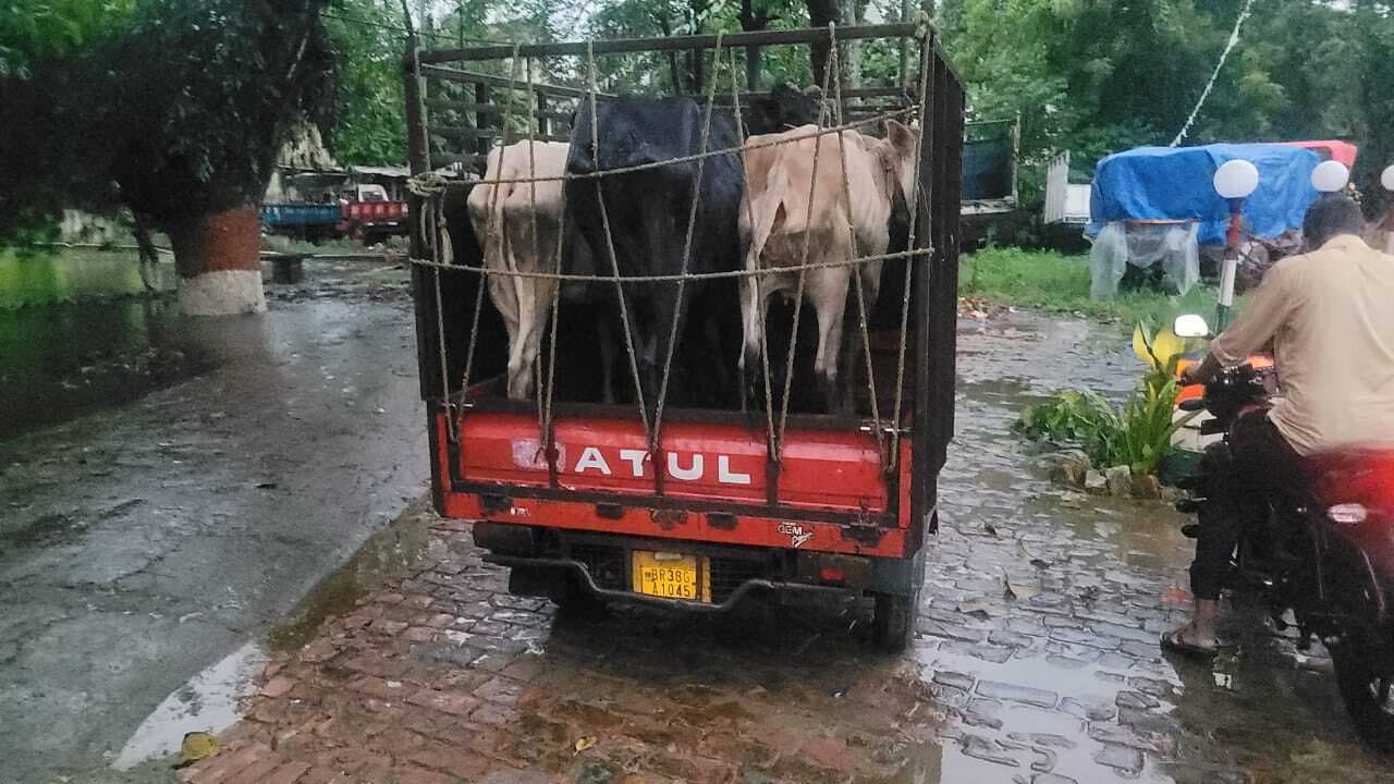 90 मवेशियों के साथ दो तस्कर गिरफ्तार