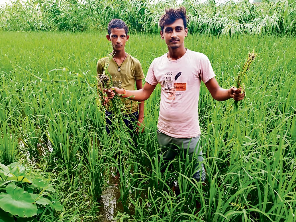 Chhapra News : बारिश से खिले किसानों के चेहरे, खेतों में लौटी हरियाली