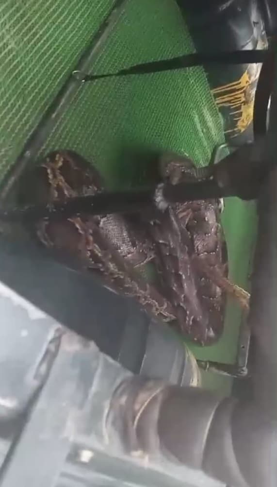 गंडक बराज से विशालकाय अजगर का हुआ सफल रेस्क्यू