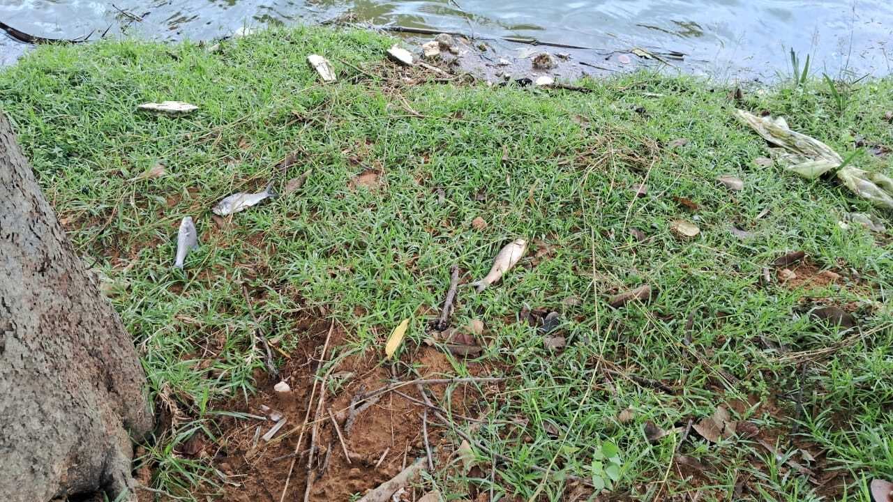 तालाब में अज्ञात बीमारी से प्रतिदिन मर रही मछलियां