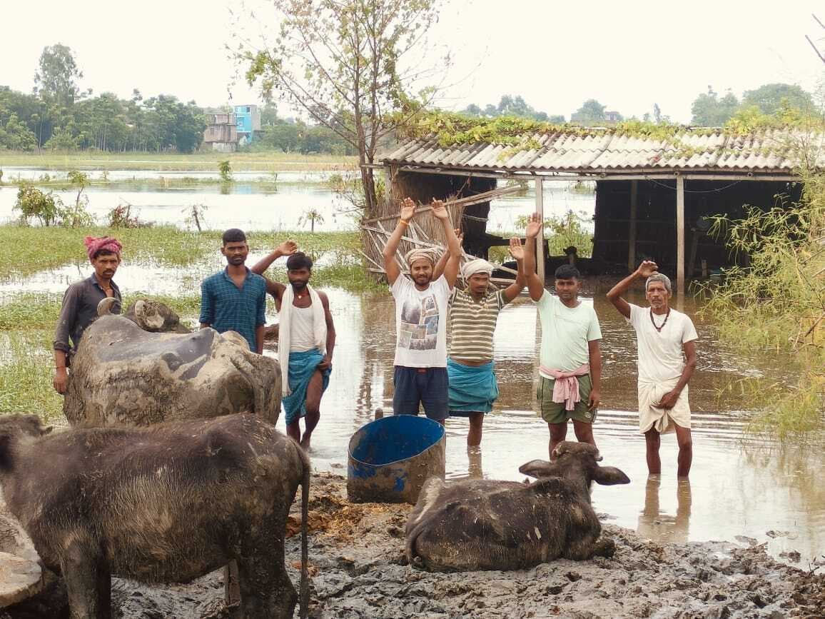 बाढ़ पीड़ित पशुपालकों के सामने पशुओं का चारा एक बड़ी समस्या
