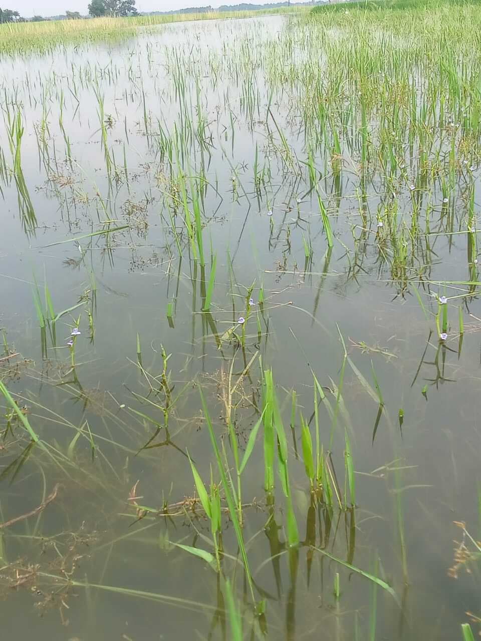 पानी :::   लहलहाती धान की फसल डूबी, किसानों की चिंता बढ़ी