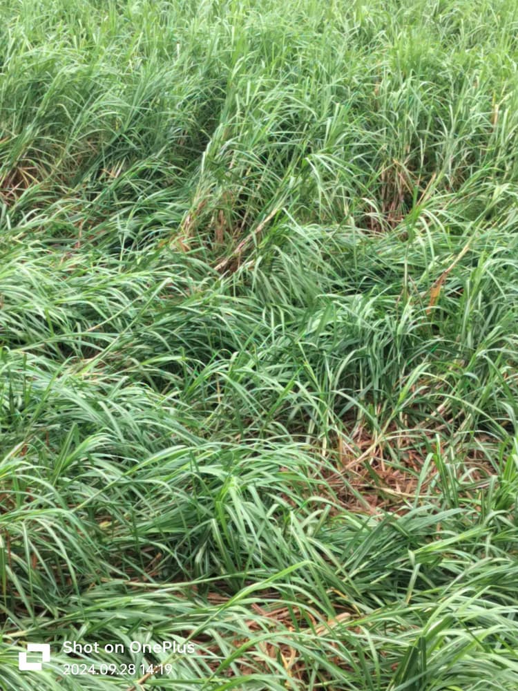 गन्ने की फसल को भारी नुकसान, नरकटियागंज में नौ हजार एकड़ फसल ढही