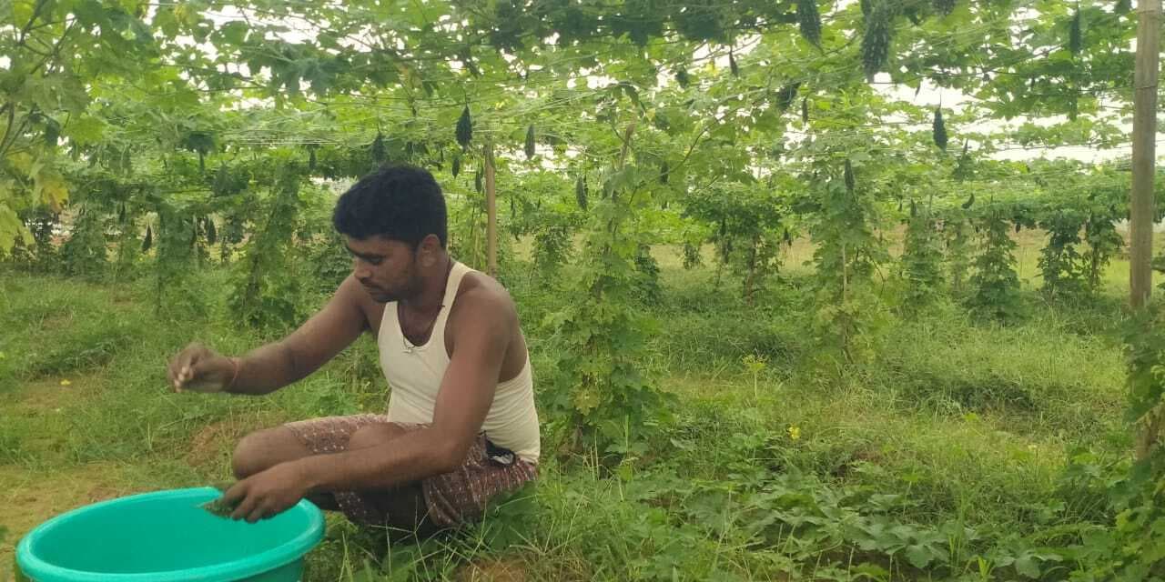 Giridih News:आधुनिक तरीके से खेती कर स्वावलंबी बना युवक