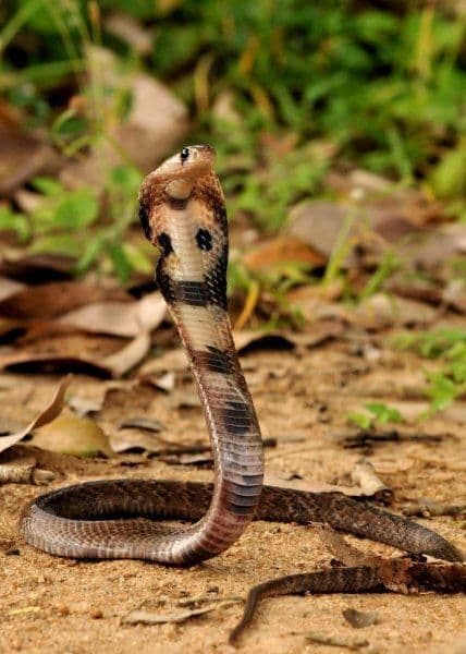 बाढ़ में सांप के डंसने से मां-बेटे की मौत, दो का चल रहा इलाज