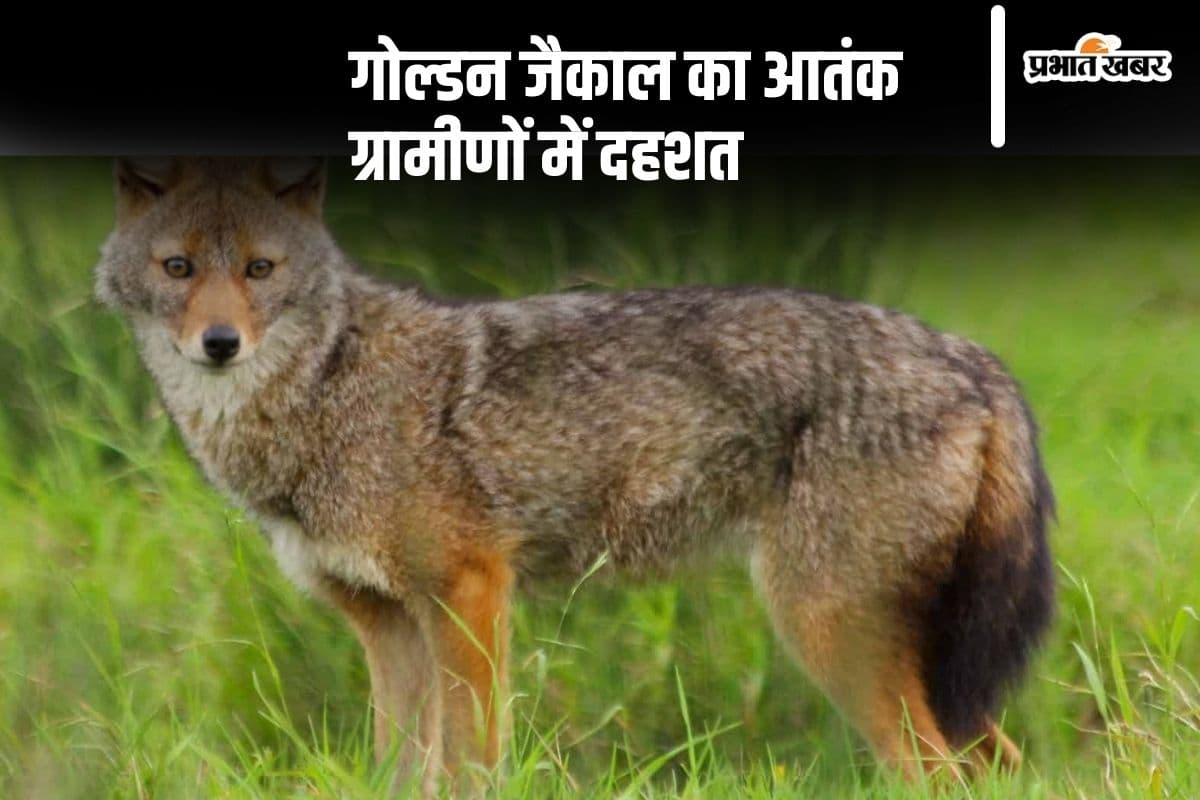 मुजफ्फरपुर में गोल्डन जैकाल के हमले से दहशत, 2 दिन में 16 लोगों को बनाया शिकार