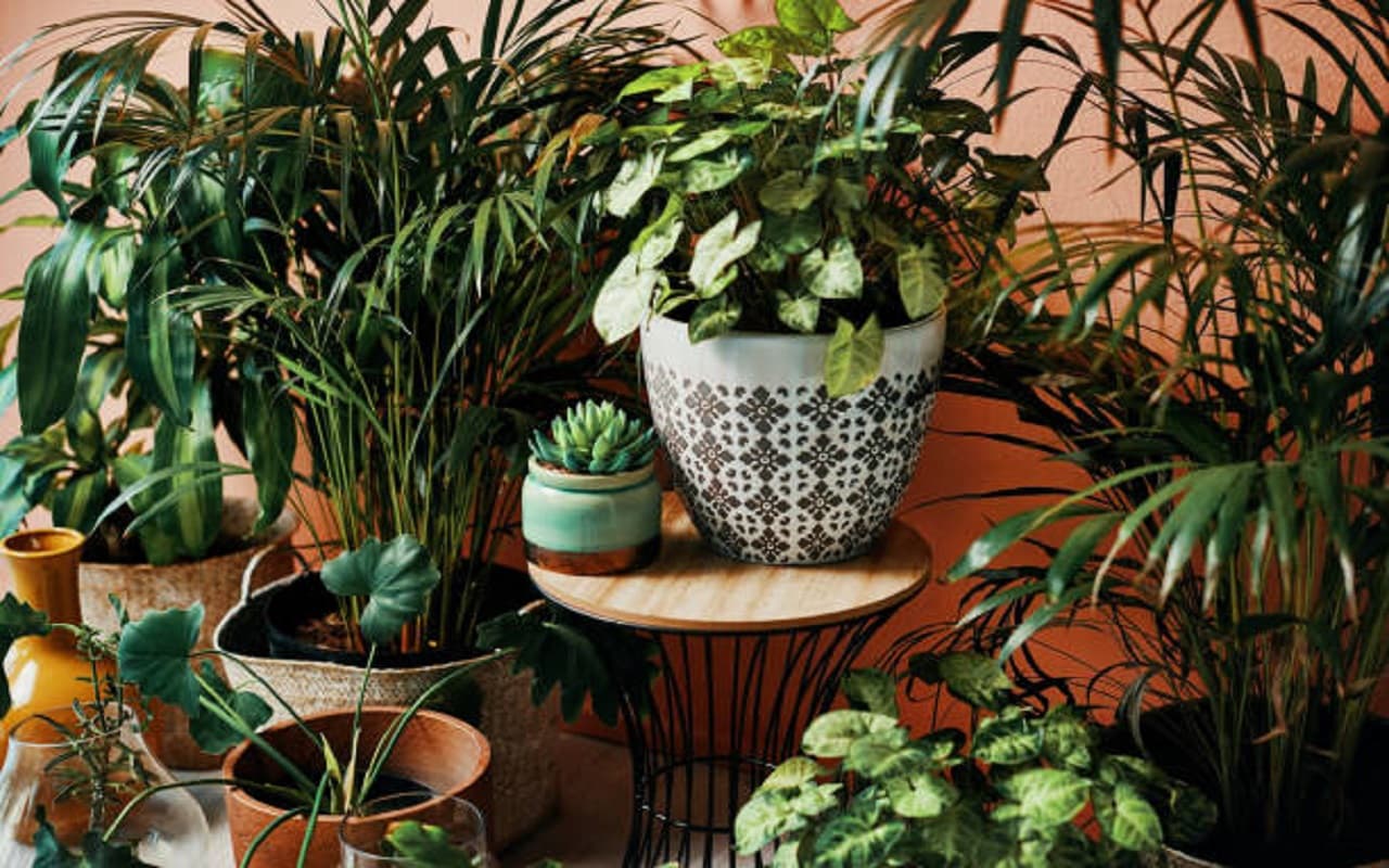 Plants for House: घर में लगा सकते हैं ये पौधे, कम देखभाल में भी लगते हैं खूबसूरत