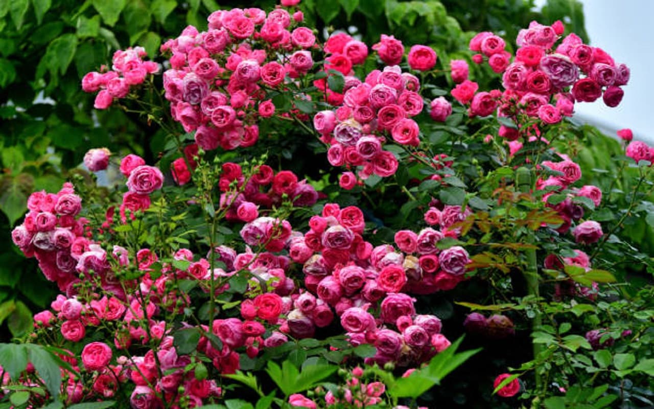 Planting Tips: सितंबर है गुलाब उगाने का सही महीना, जानें क्या है सबसे आसान तरीका