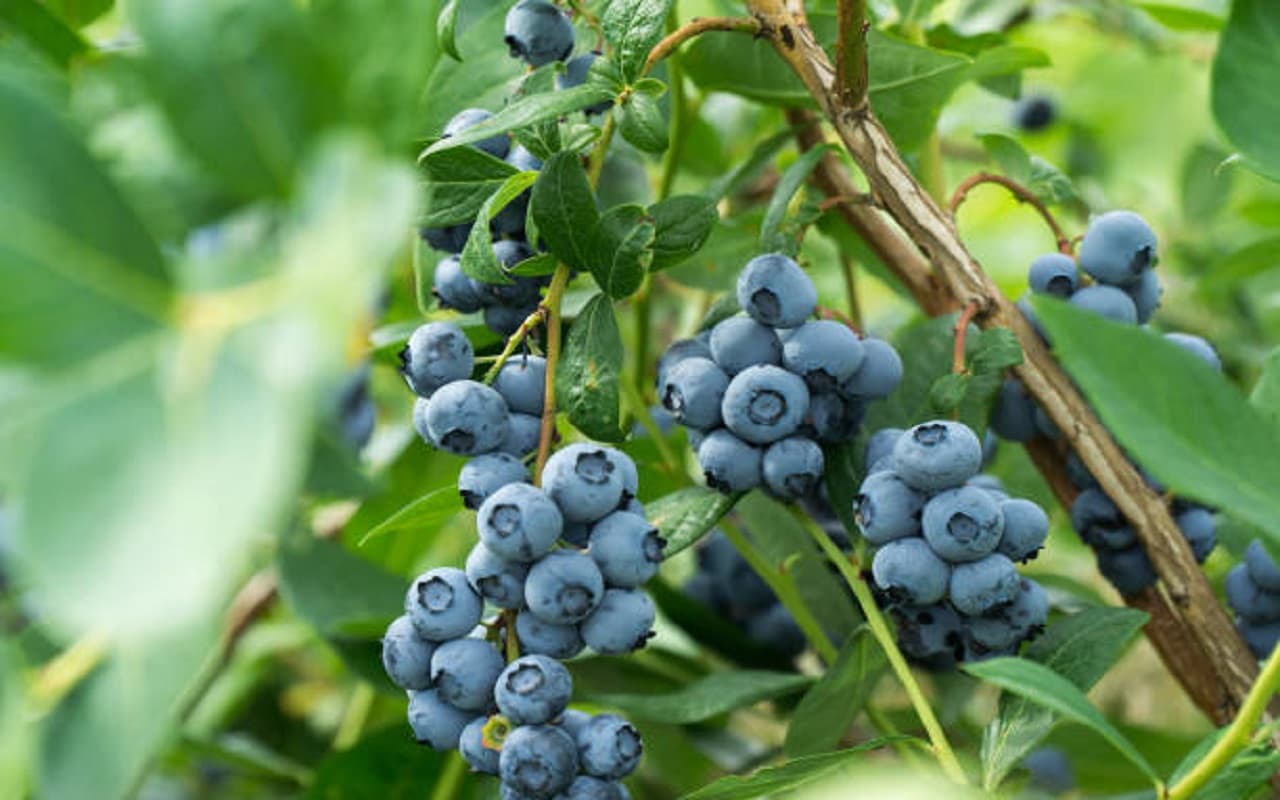 Planting Tips Planting Tips