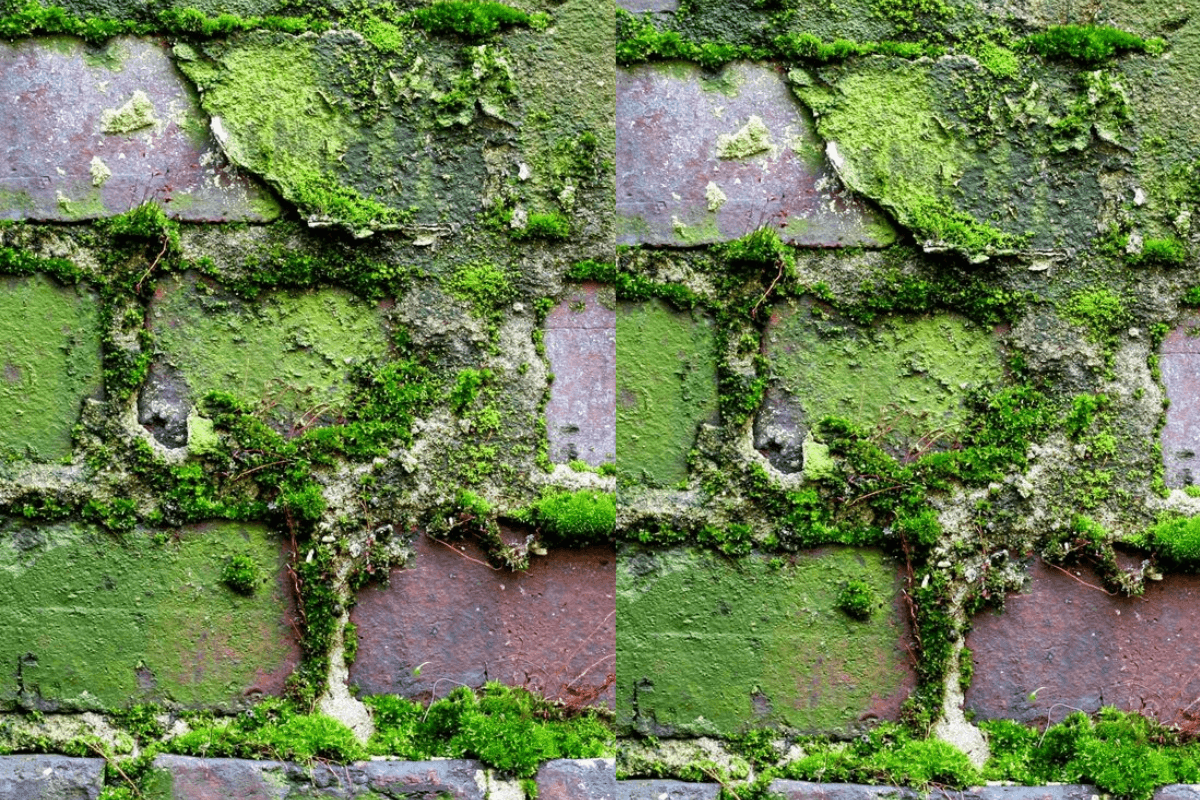 Moss/Kaai Removal Tips: बारिश के दिनों में घर के कोने पर जम गई है काई तो इस तरह से करें साफ, नहीं करनी पड़ेगी मेहनत