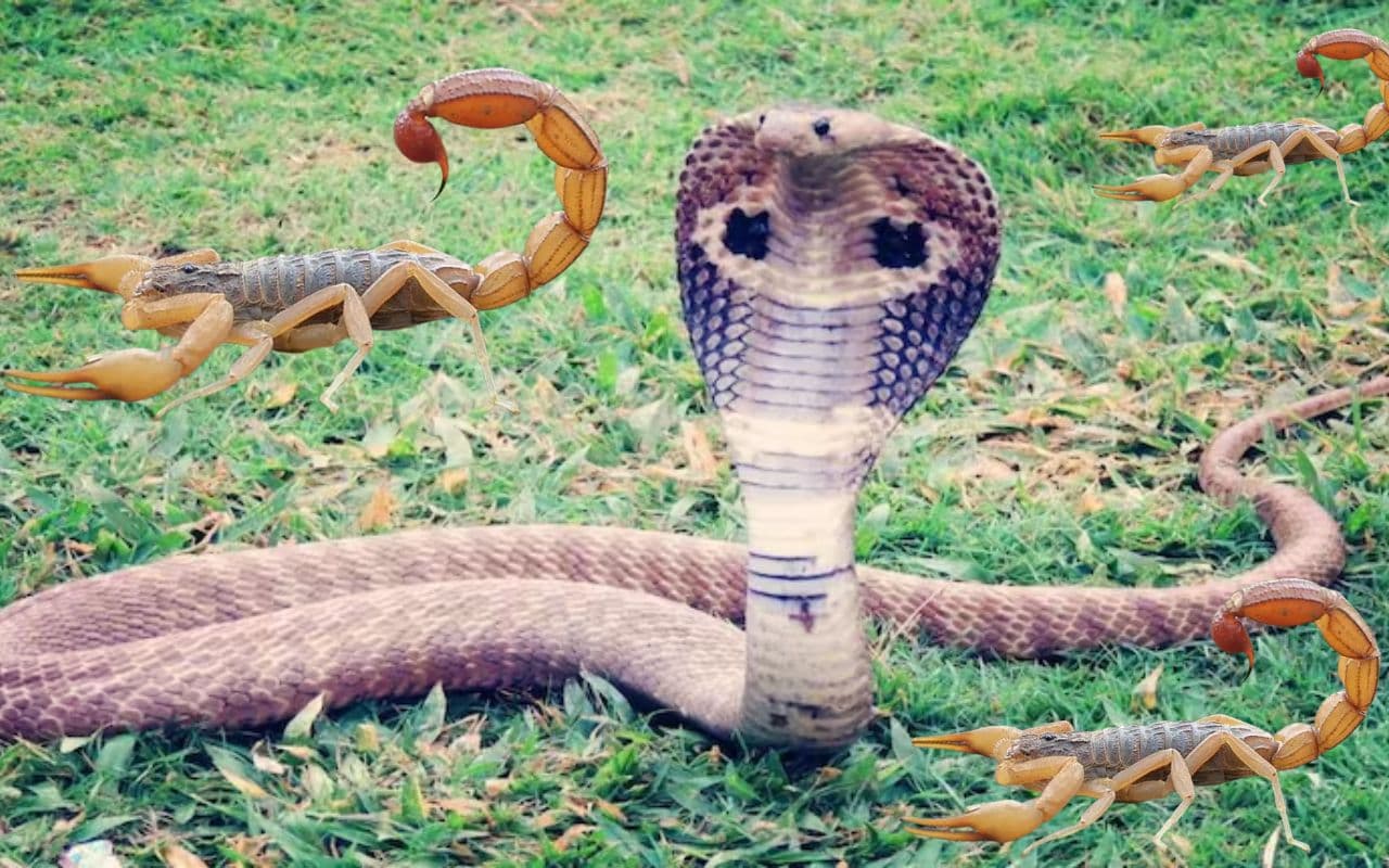 Snake Se Alert: बाढ़ क्षेत्र के घरों में घुस रहे सांप-बिच्छू तो फटाफट करें ये काम, जानें भगाने का सही तरीका