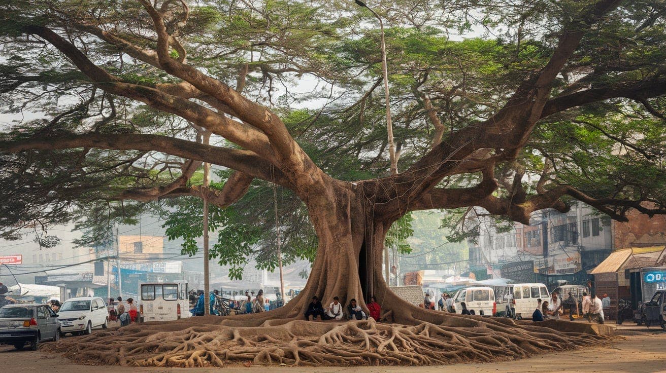 Patna News: पटना में 50 वर्ष से अधिक के 426 हेरिटेज वृक्ष, जानिए किस इलाके में कितने पेड़