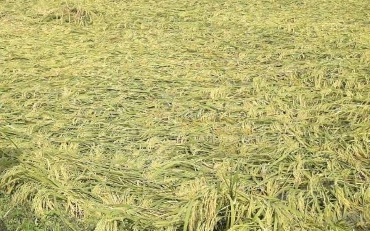 Cyclone Dana: कटिहार में डाना चक्रवाती तूफान का किसानी पर व्यापक प्रभाव, फसल को काफी नुकसान