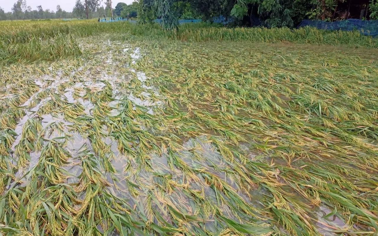 Bihar Weather: जहानाबाद में मौसम का बदला मिजाज, बेमौसम बारिश से खेतों में पक कर तैयार धान की फसल को हुआ नुकसान