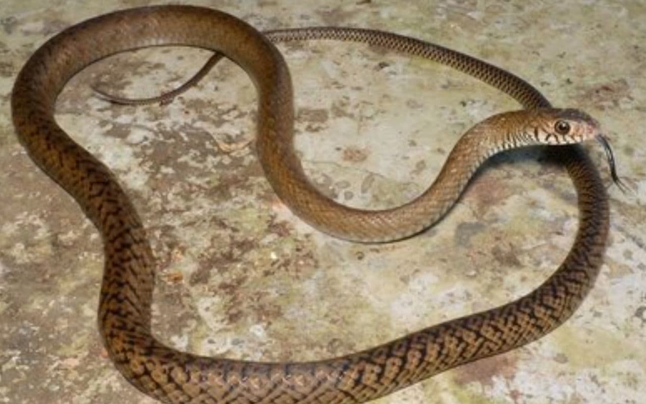 Bihar News: औरंगाबाद में खेत पटवन करने गए युवक की सांप काटने से मौत, मार्च में होनी थी बहन की शादी