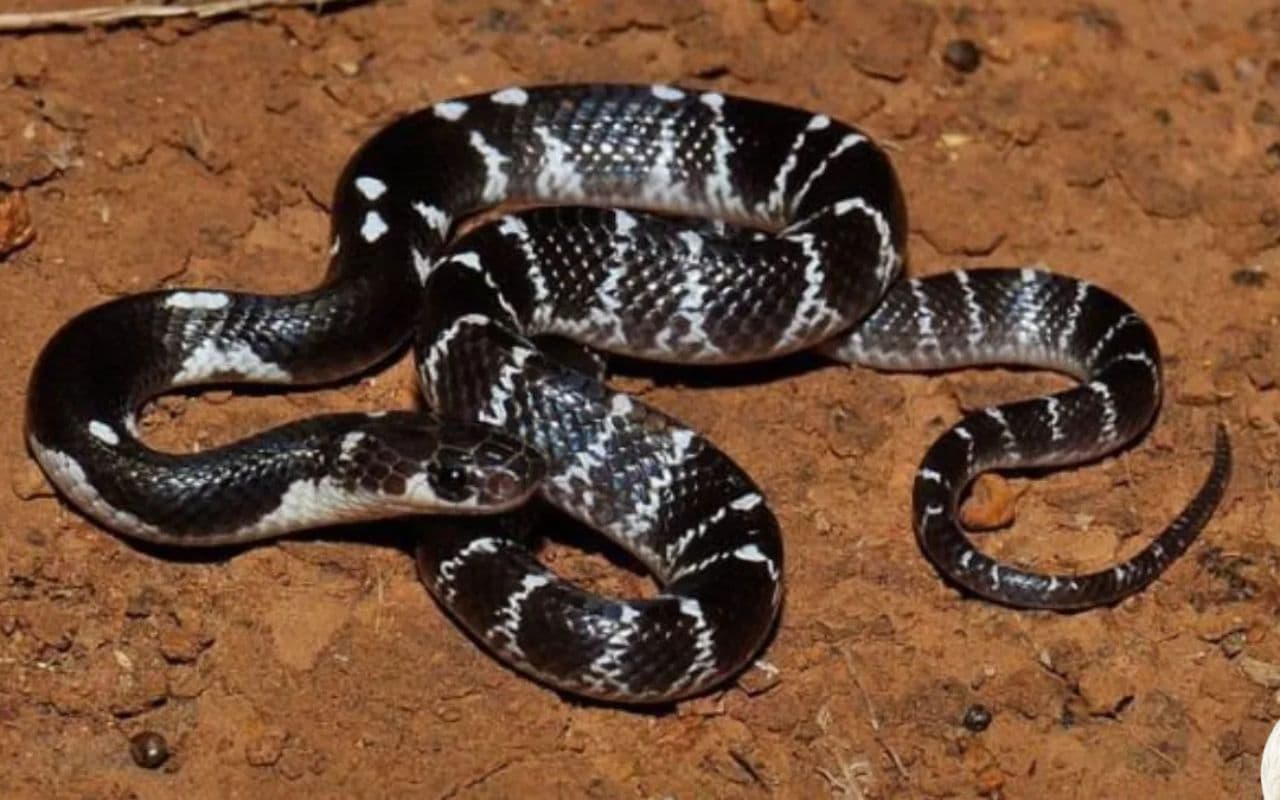 सांप के डसने पर तुरंत जायें अस्पताल, न पड़े झाड़ फूंक के चक्कर में