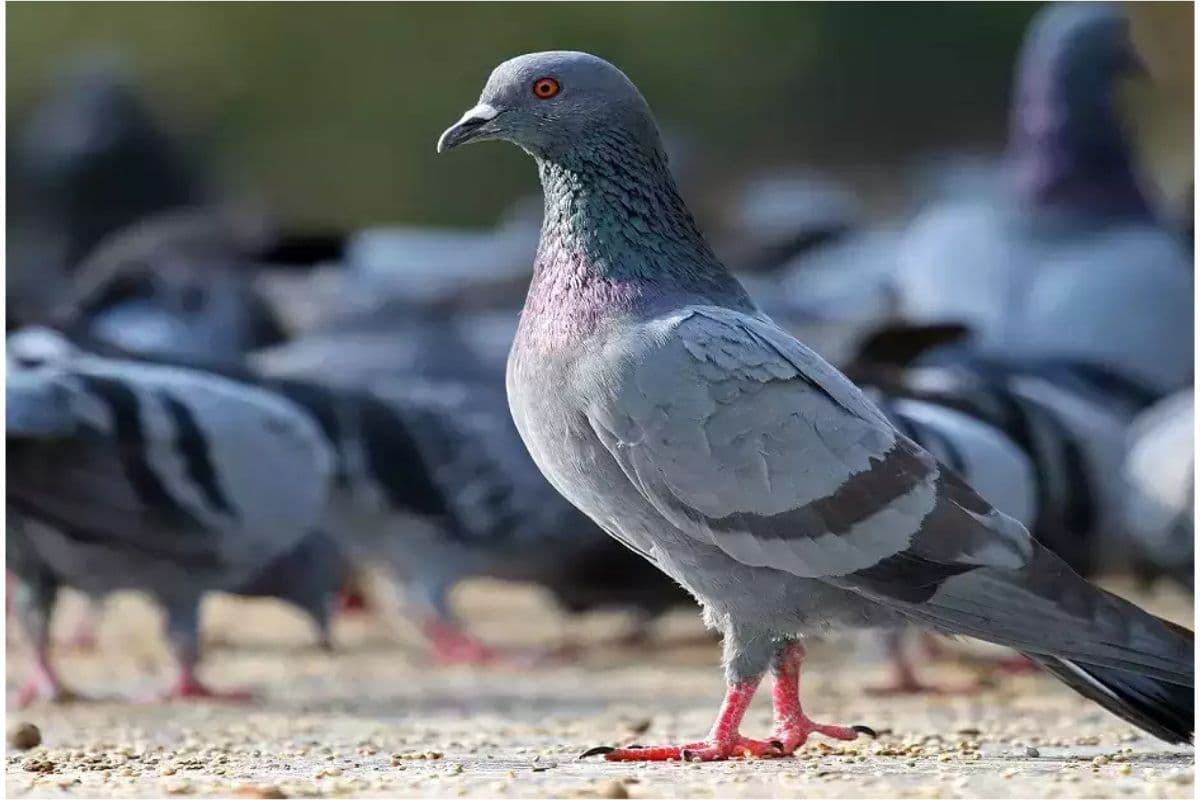 Kolkata Crime News : चावल से लदे ट्रक पर कबूतरों से भरी बोरियां बरामद