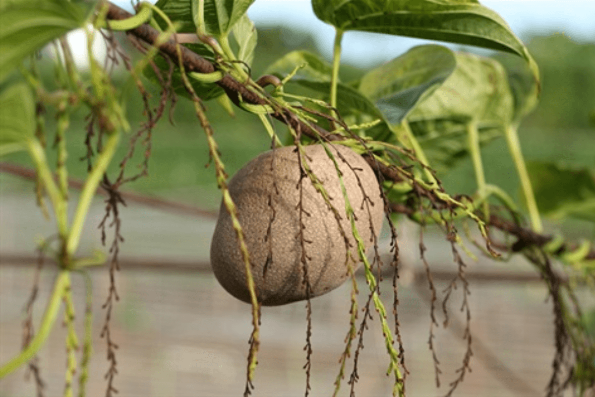 Air Potato Benefits & Recipes: ये पहाड़ी फल है बेहद खास जानें इसके लाभ Air Potato Benefits & Recipes: ये पहाड़ी फल है बेहद खास जानें इसके लाभ