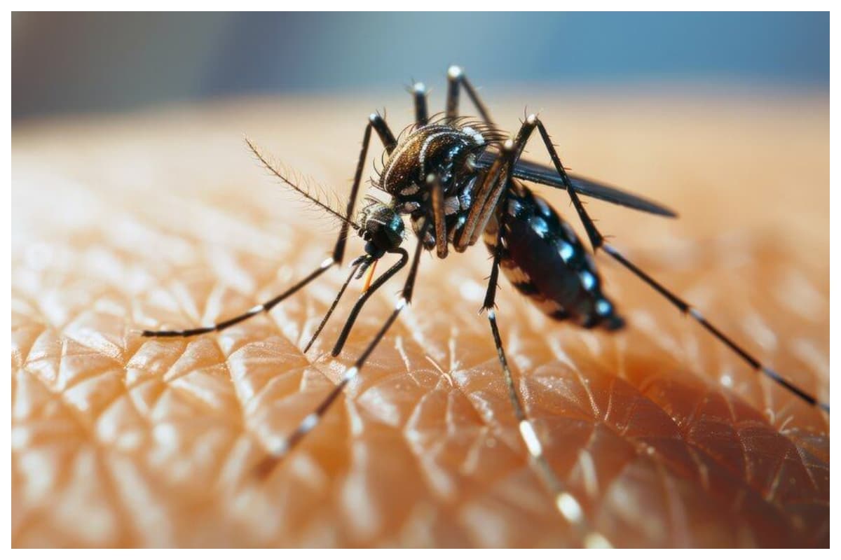 Muzaffarpur News: हो जाएं सतर्क! जिले में पांव पसार रहा डेंगू, मरीजों की संख्या पहुंची 100 के पार