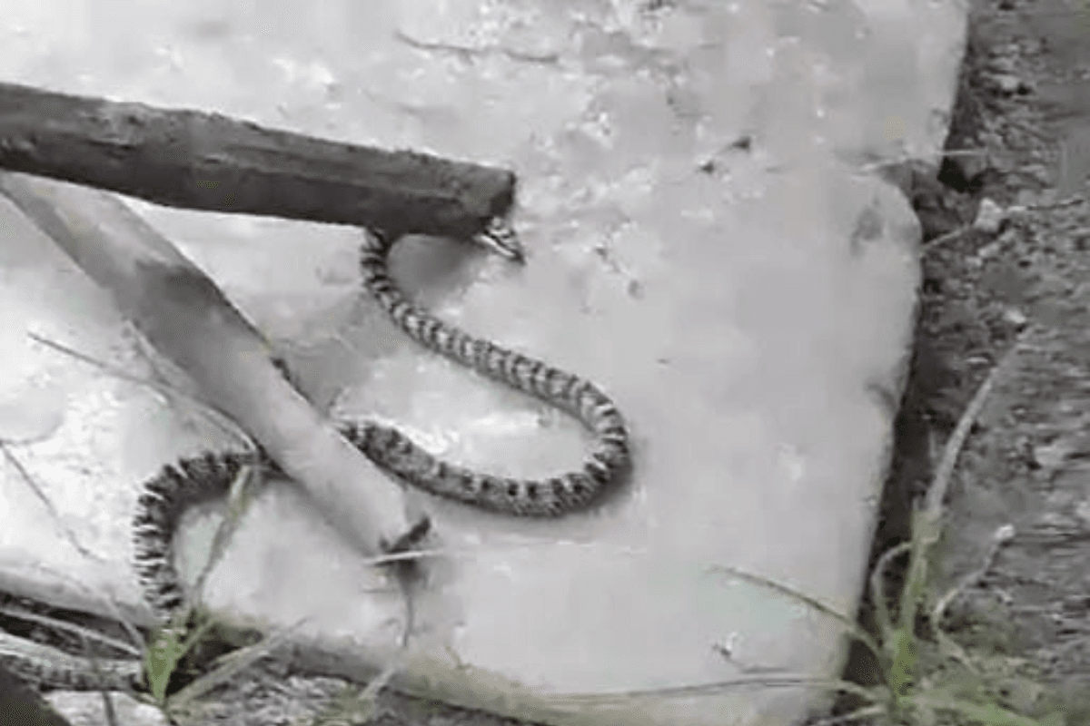 Bagaha News: VTR से भटक कर रिहायशी इलाके में पहुंचा तक्षक सांप, ग्रामीणों में दहशत का माहौल