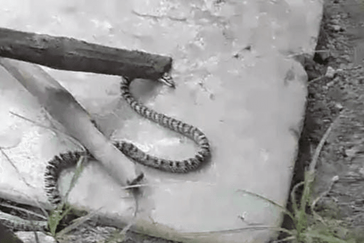 Bagaha News: VTR से भटक कर रिहायशी इलाके में पहुंचा तक्षक सांप, ग्रामीणों में दहशत का माहौल