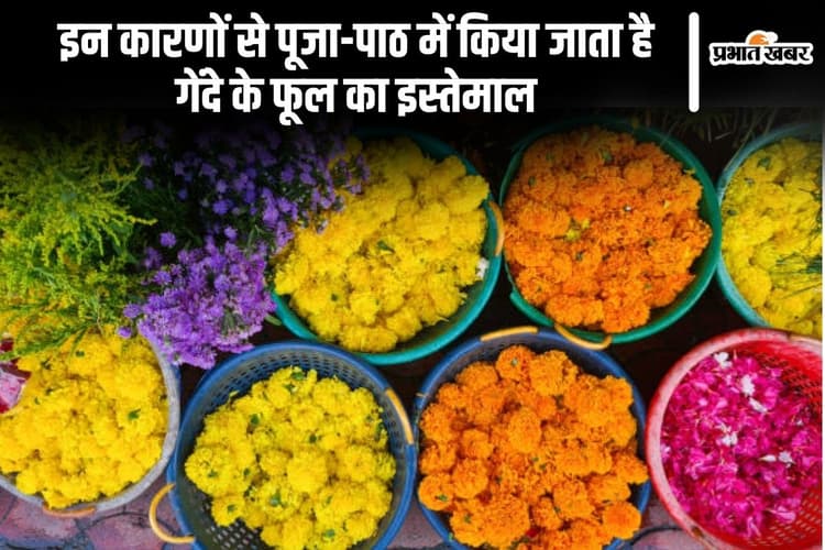 इन कारणों से पूजा-पाठ में किया जाता है गेंदे के फूल का इस्तेमाल