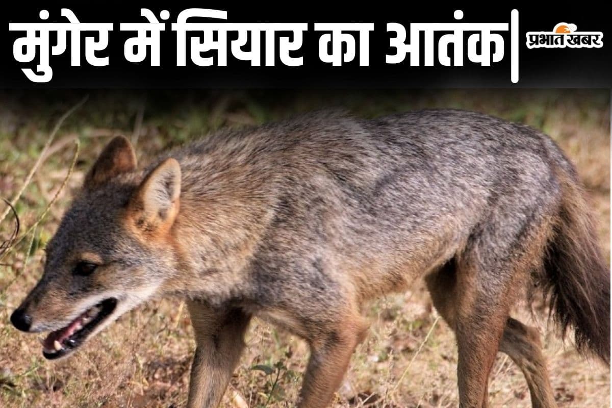 Bihar News: मुंगेर के इन गांवों में सियार मचा रहे आतंक, अकेला देखकर आंगन में घुसकर भी करता है हमला…