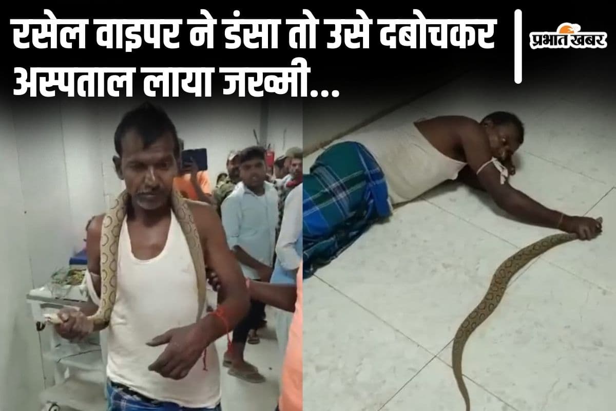 VIDEO: भागलपुर में रसेल वाइपर ने डंसा तो सांप का मुंह दबोचे अस्पताल पहुंचा जख्मी, डॉक्टर भी रह गए दंग