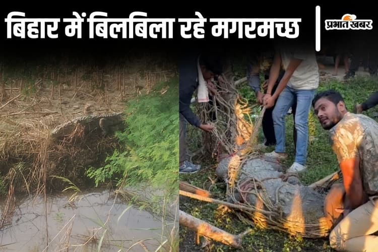 Video: बिहार के इस जिले में लगातार मिल रहे मगरमच्छ, खेत को बनाया बसेरा, महाजाल में भी नहीं फंसा...