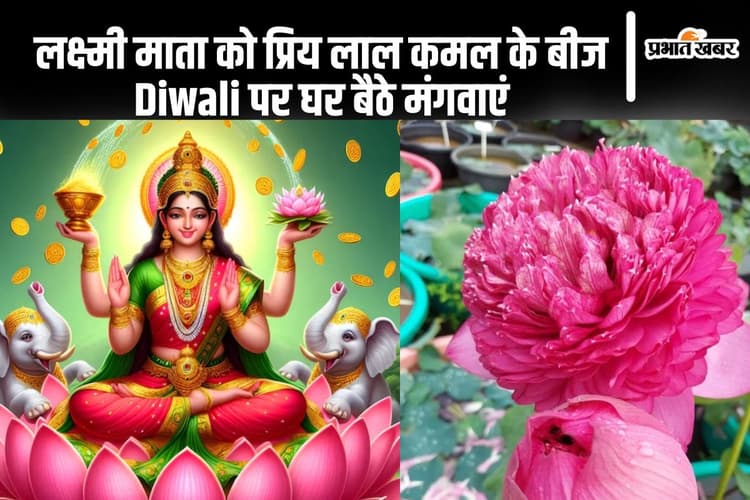 Diwali Offer: माता लक्ष्मी को प्रिय हैं लाल कमल, घर बैठे मंगवाएं लाल कमल के बीज, ऑफर भी मिलेगा