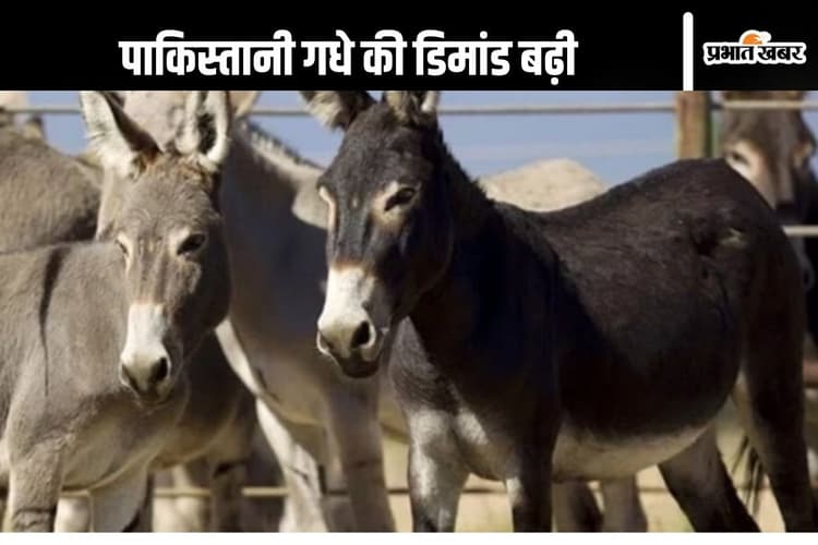 Pakistan News : चीन को भाया पाकिस्तानी गधा