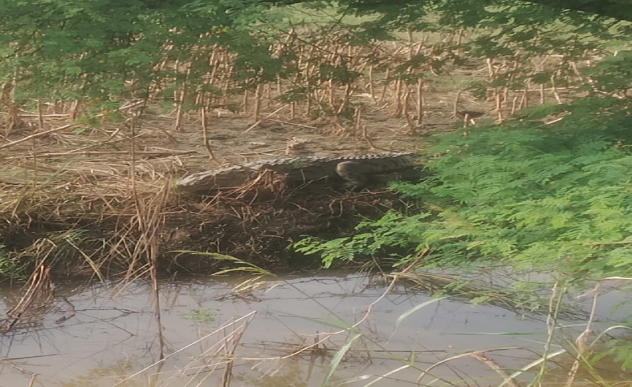 Crocodile News: गंगा का पानी निकलते ही बाहर आया मगरमच्छ, ग्रामीणों के उड़े होश