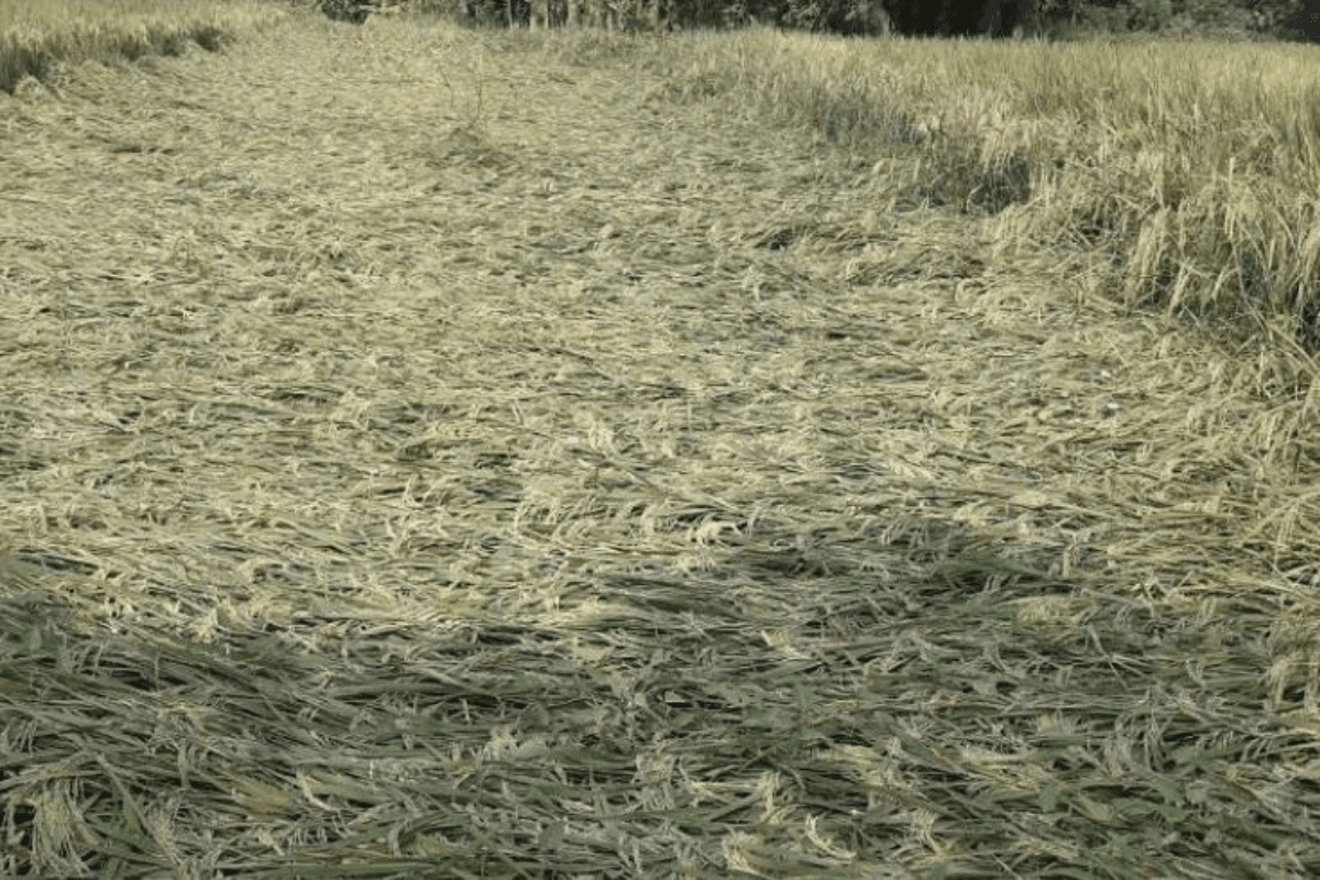 ‘दाना’ चक्रवात: खेतों में सो गयी धान की फसलें, सब्जियों की खेती पर भी पड़ा असर