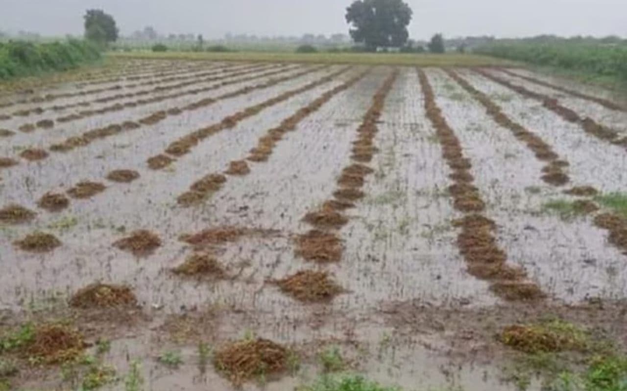 Bihar: दाना तूफान का दिखने लगा असर, ठिठुरन बढ़ी, बारिश से किसानों में छायी निराशा