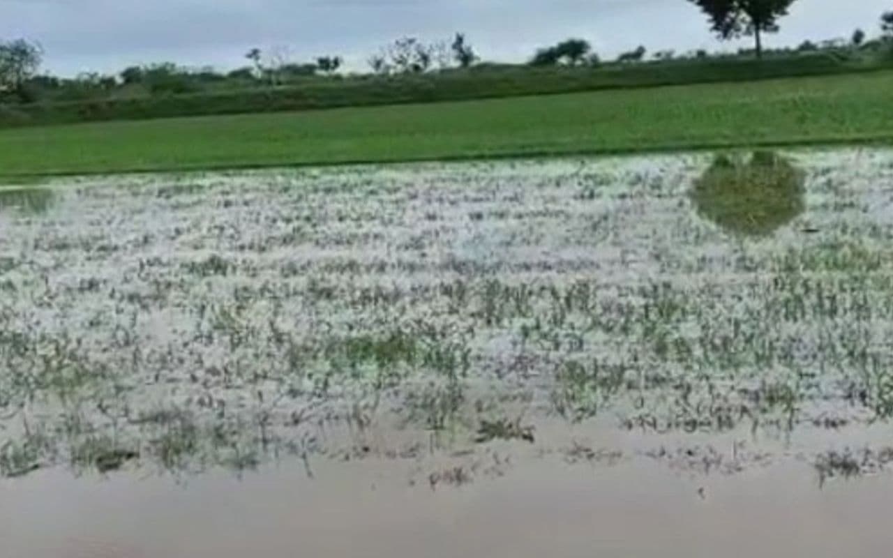 Bihar Flood: गंडक में प्रलयकारी बाढ़ से 7.50 हजार हेक्टेयर फसल प्रभावित, इस फसल को हुआ सर्वाधिक नुकसान