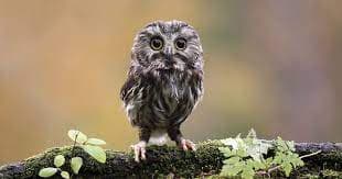 Diwali Vastu Tips: दिवाली पर उल्लू का दिखना क्या देता है संकेत, जानिए