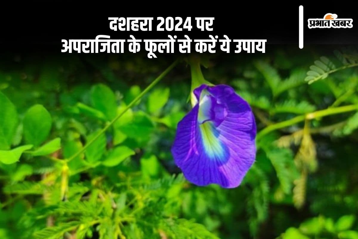 Dussehra 2024 Upay: इस दशहरा करें अपराजिता के फूल से ये उपाय, शमी वृक्ष की पूजा से भी मिलेगा शुभफल